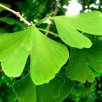 Ginkgo Biloba - Neuroprotective properties